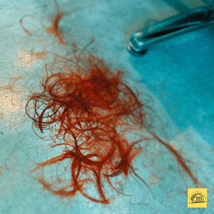 ナイモノネダリ