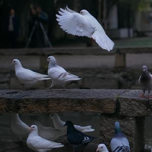 夏天的风（cover 温岚）（翻自 温岚）