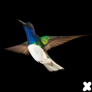 Adrima (Original Mix)