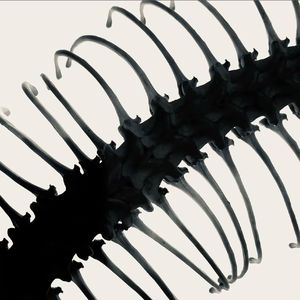 Free“叱咤风云”memphisbeat