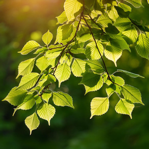 Dinámica De Ritmo Sutil