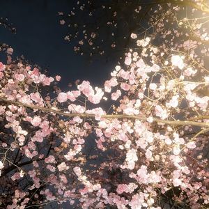 青春是道明媚的忧伤