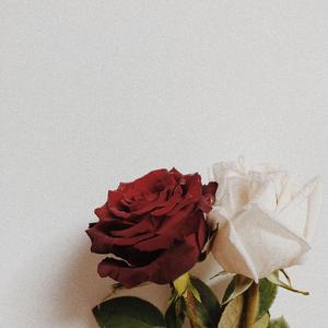 雪白和玫瑰红（温柔合唱版）（翻自 黄诗扶）