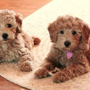 Netflix & Dusse (slowed)