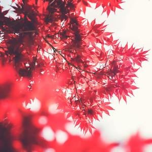 ヤチヨノ子守唄