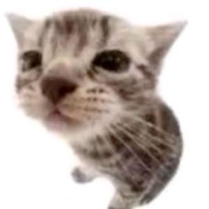 meow meow (Slowed + Reverb)