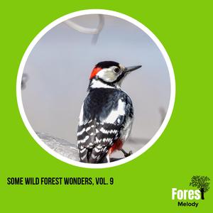 Wake Up to the Sounds of the Darkeyed Junco