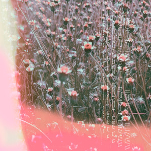 Bluebonnet (Six Missing)