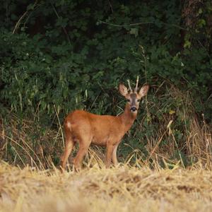 Equipage de Marianne
