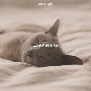 精彩可爱猫咪环境
