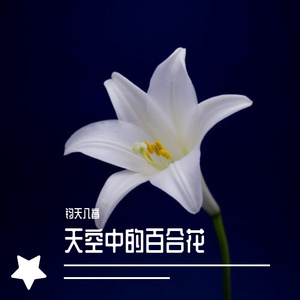 天空中的百合花