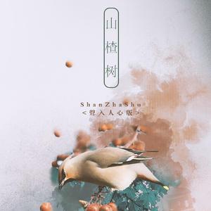 山楂树(声入人心版)