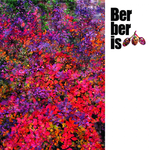 Motemoh (Original Mix)