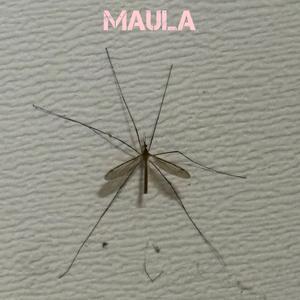 Maula