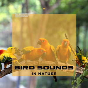 Amazon Rainforest Birds Chattering