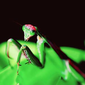 Praying Mantis