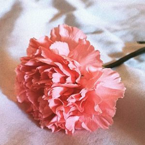 Alétheia (Un Clavel Para)