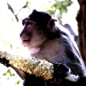 pin (dvnt_remix) (feat. bookwar)