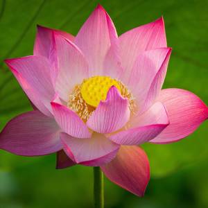 【佛教赞颂】菩提梵唱