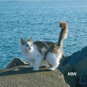 Neon Shadows Break The Silence