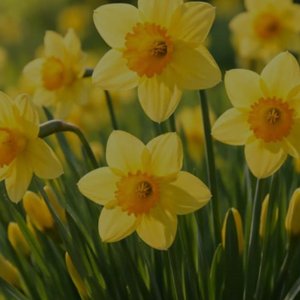 Daffodils