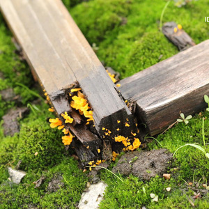 Danger In Loving You (翻自 Halie Loren)