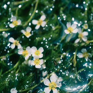 聆听胎教音韵（轻音乐）