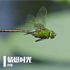 蜻蜓时光