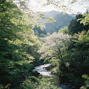 碎忆