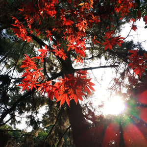 Withered trees revive