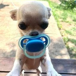 Moscas En La Casa (sped up)