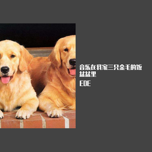 音乐在我家三只金毛的饭盆盆里