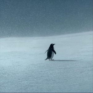 The Nihilist Penguin (L'Amour Toujours) [Organ Version]