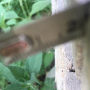 钢片之歌