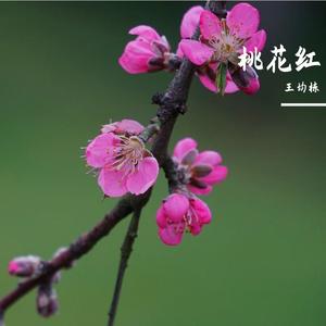 桃花红