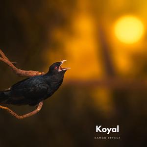 Koyal