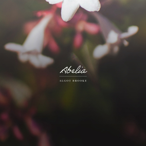 Abelia