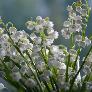 Muguet