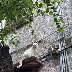 猫（Cover：林加弦-）