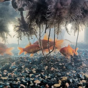 蜀绣 （小少年儿）