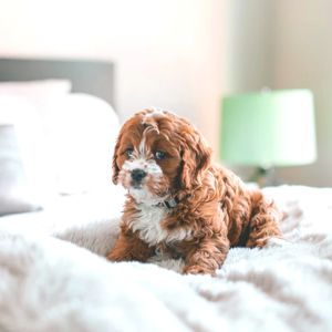 抚慰的可爱的狗回忆