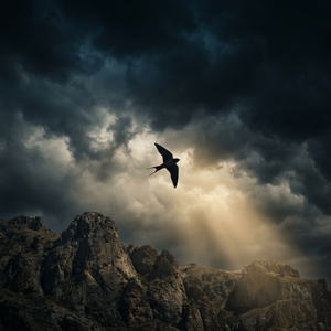 Оторванный цветок