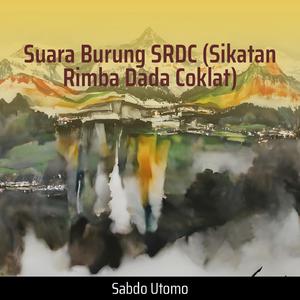 Suara Burung Srdc (Sikatan Rimba Dada Coklat)
