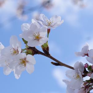 벚꽃잎 (with 연선) (Inst.)