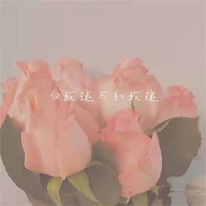 白玫瑰与红玫瑰（正式版）