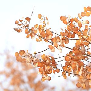 我们的十二年盛夏.mp3