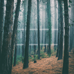 Quiet Shades of Gray