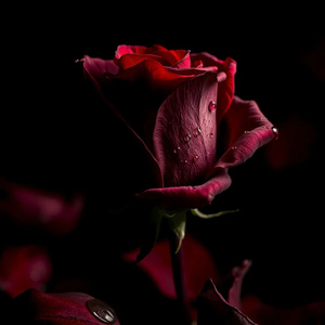 海边雪般转瞬的暗恋