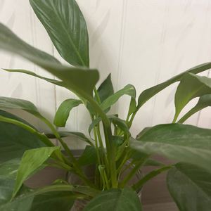 一生只想与你相恋