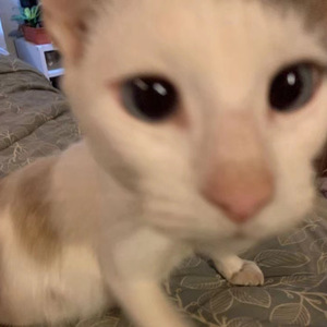 yuno (milanezie + mathiastyner)